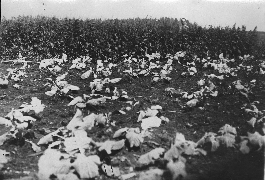 Archive Photograph
