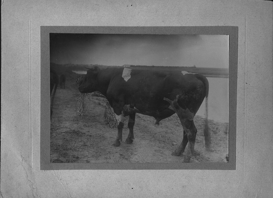 Archive Photograph