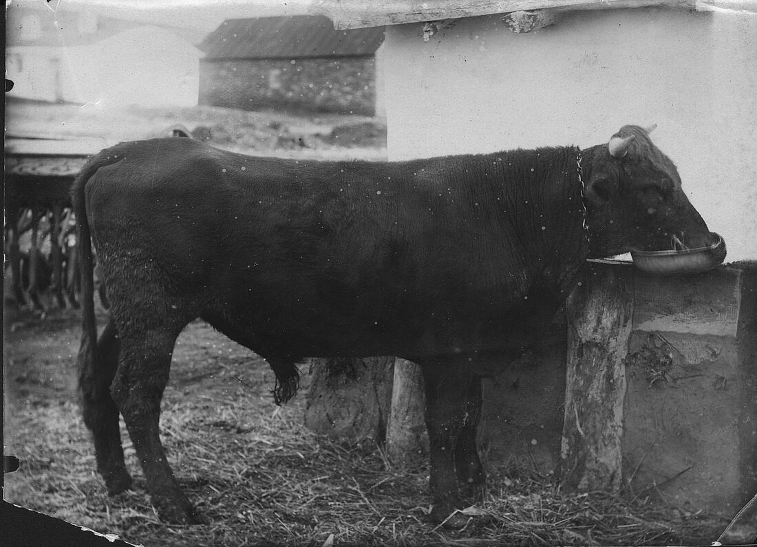 Archive Photograph