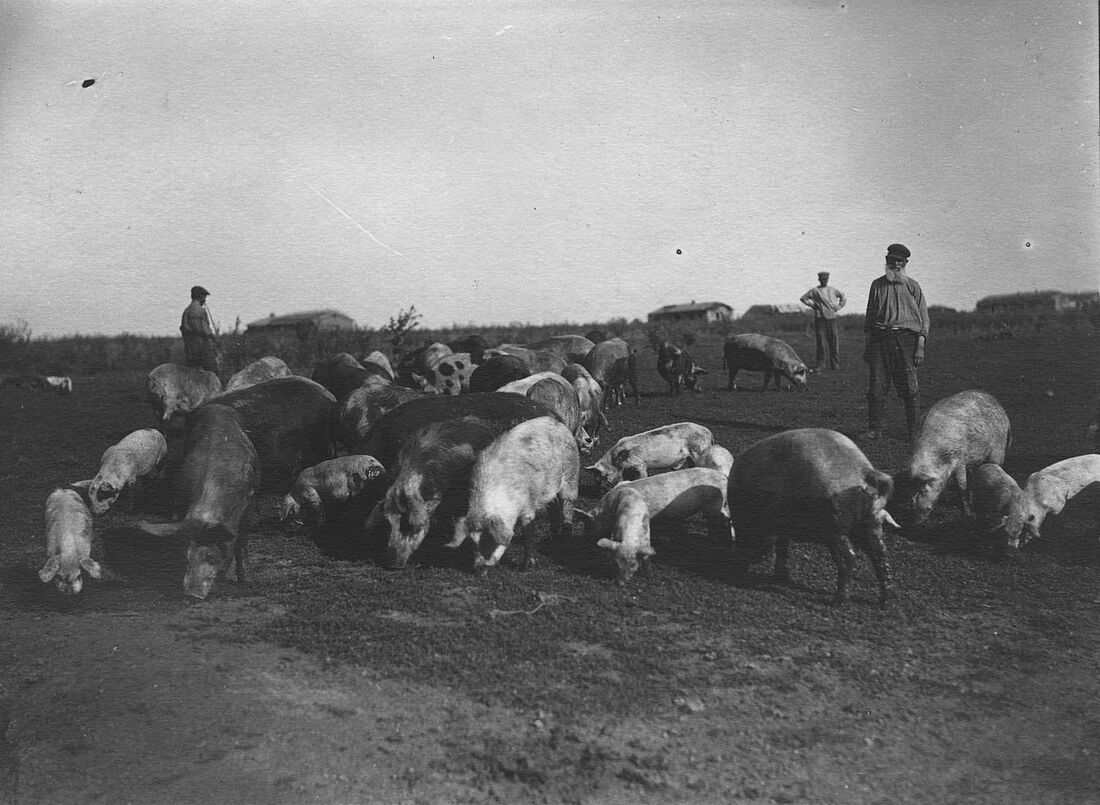 Archive Photograph