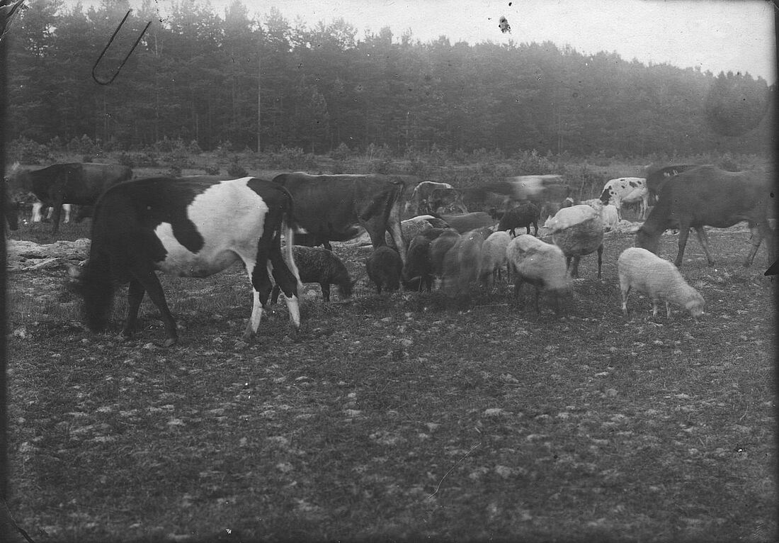 Archive Photograph