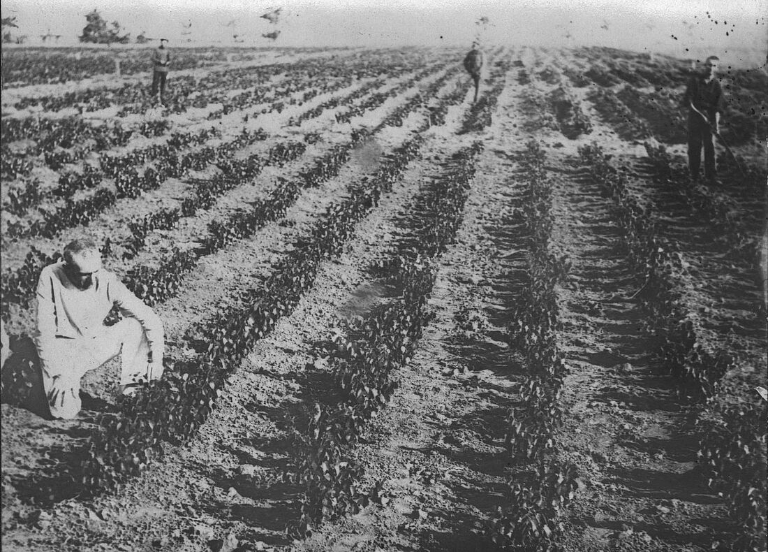 Archive Photograph